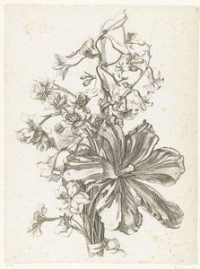 チューリップ、ヒヤシンス、ブロディアエア、水仙のブーケ Diverses Fleurs mises en Boucquets (連載タイトル) 作： Jacques Bailly (I)