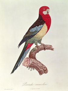 オムニカラードインコ 作： Jacques Barraband