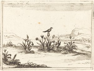 アザミにとまる鳥 作： Jacques Callot