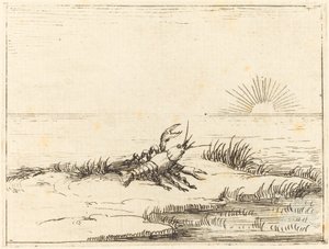 太陽を見るザリガニ 作： Jacques Callot