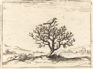 茂みの中のナイチンゲール、1628年。 作： Jacques Callot