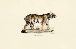  作： Jacques Christophe Werner