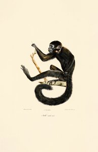  作： Jacques Christophe Werner