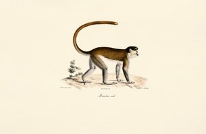 作： Jacques Christophe Werner