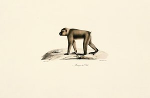  作： Jacques Christophe Werner