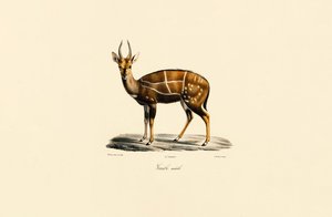  作： Jacques Christophe Werner