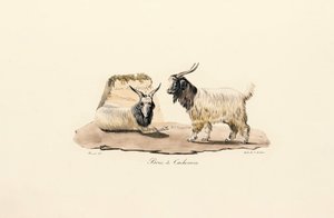  作： Jacques Christophe Werner