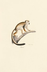  作： Jacques Christophe Werner