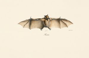  作： Jacques Christophe Werner