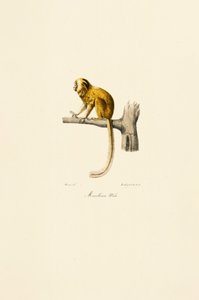  作： Jacques Christophe Werner