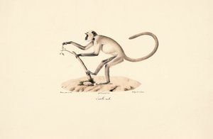  作： Jacques Christophe Werner