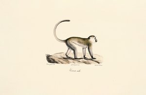  作： Jacques Christophe Werner