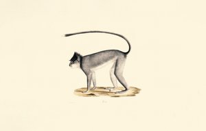  作： Jacques Christophe Werner