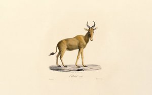  作： Jacques Christophe Werner
