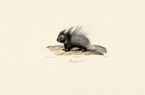  作： Jacques Christophe Werner