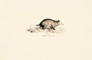  作： Jacques Christophe Werner