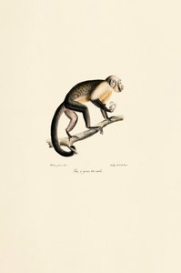  作： Jacques Christophe Werner