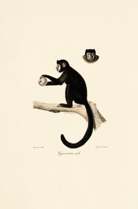  作： Jacques Christophe Werner