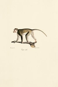  作： Jacques Christophe Werner