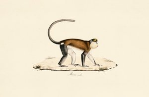  作： Jacques Christophe Werner