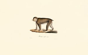  作： Jacques Christophe Werner