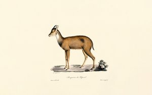  作： Jacques Christophe Werner