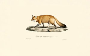  作： Jacques Christophe Werner