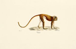  作： Jacques Christophe Werner