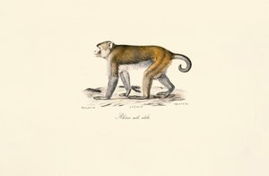  作： Jacques Christophe Werner