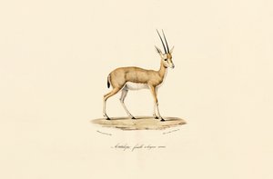  作： Jacques Christophe Werner