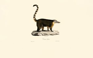  作： Jacques Christophe Werner