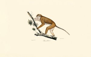  作： Jacques Christophe Werner