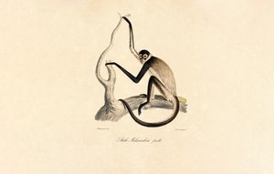  作： Jacques Christophe Werner