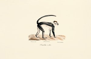  作： Jacques Christophe Werner