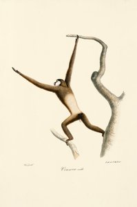  作： Jacques Christophe Werner