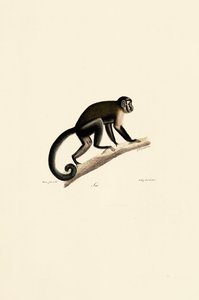  作： Jacques Christophe Werner