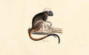  作： Jacques Christophe Werner