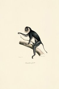  作： Jacques Christophe Werner