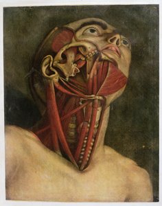 首と顔の右側の断面、c.1745（メッツィオティント） 作： Jacques Fabien Gautier d