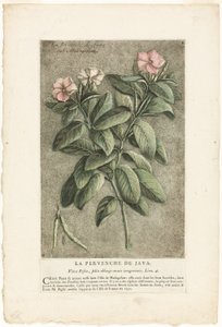 ジャワのツルニチニチソウ、普通植物・珍奇植物・外国植物コレクションより 作： Jacques Fabien Gautier d