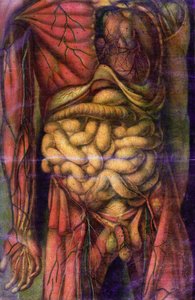 腸を見せている男性の胴体、 &39;Anatomie Generale des Visceres en Situation&39;、1752年（メゾチント） 作： Jacques Fabien Gautier d