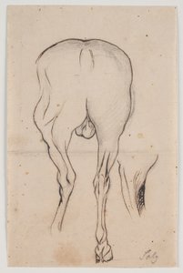 後ろから見た馬と馬の脚