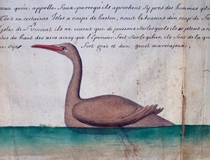 フービー (ブービー) と呼ばれる鳥、サン ビセンテ島、カーボベルデ、ジャック グアン ド ボーシェヌ (1652-1730) の航海日誌の水彩 作： Jacques Gouin de Beauchesne