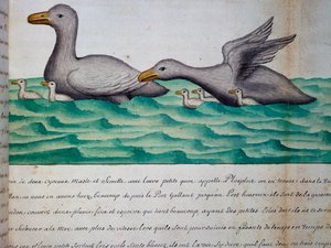 プロプロスと呼ばれるアヒル、マゼラン海峡、フランス、1698 年から 1701 年までフランスのコンパニー ロワイヤル ドゥ ラ メール デュ シュッドの船長であるジャック グアン ド ボーシェヌ (1652-1730) の航海日誌の水彩画 作： Jacques Gouin de Beauchesne