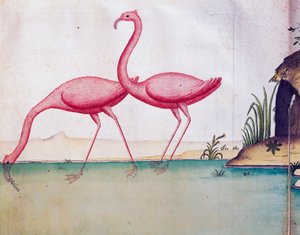 ピンクのフラミンゴ、ガラパゴス諸島、1698 年から 1701 年まで、フランスの Compagnie Royale de la Mer du Sud の船長である Jacques Gouin de Beauchesne (1652-1730) の航海日誌の水彩画 作： Jacques Gouin de Beauchesne