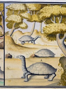カメ、Jacques Gouin de Beauchesne (1652-1730)、Compagnie Royale de la Mer du Sud の船長、1698 年から 1701 年、フランスの航海日誌の水彩画 作： Jacques Gouin de Beauchesne