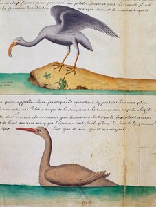 不明な鳥と鳥と呼ばれるフービー (ブービー)、サン ビセンテ島、カーボベルデ、ジャック グアン ド ボーシェヌ (1652-1730) によるログブックの水彩画、1698 年から 1701 年まで、フランスのコンパニー ロワイヤル デ ラ メール デュ シュッドの船長 作： Jacques Gouin de Beauchesne