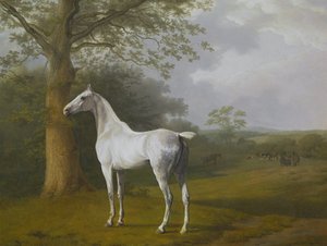 放牧中の灰色の馬