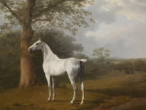 草原の灰色の馬