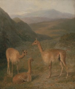 ビキューナ 作： Jacques Laurent Agasse
